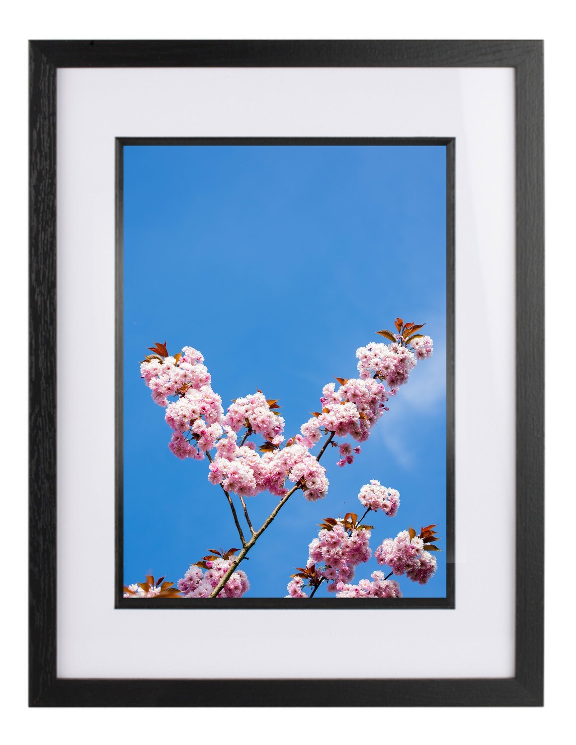 Blossom