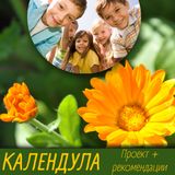 Проект &quot;Декоративные растения: Календула&quot;