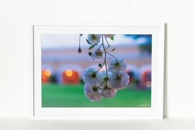 Flor Hacendada
