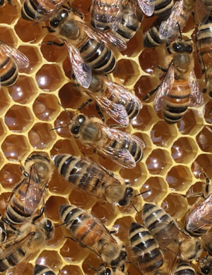 Die Bienenpatenschaft - Das Standardpaket