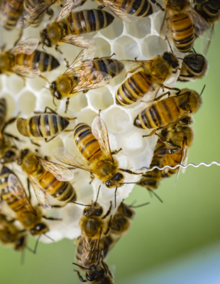 Bienen-Patenschaften