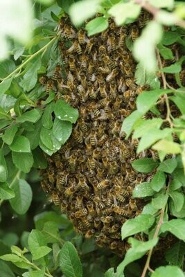 Die Bienenpatenschaft - Das Degustationspaket