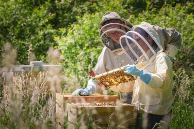 Die Bienenpatenschaft - Das Erlebnispaket