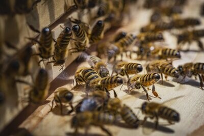 Bienen-Patenschaften für Unternehmen