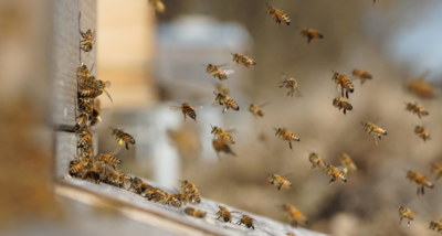 Bienen-Patenschaften für Privatpersonen