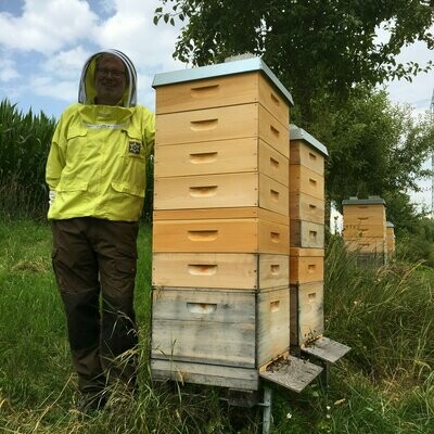 Buckfast-F1-Wirtschaftsköniginnen, 2025. Vorgeprüft und überwintert.