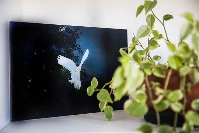 Gaivota