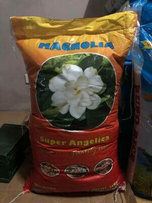 Magnolia Super Angelica