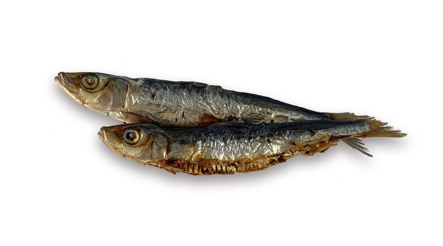 SARDINE-LICIOUS