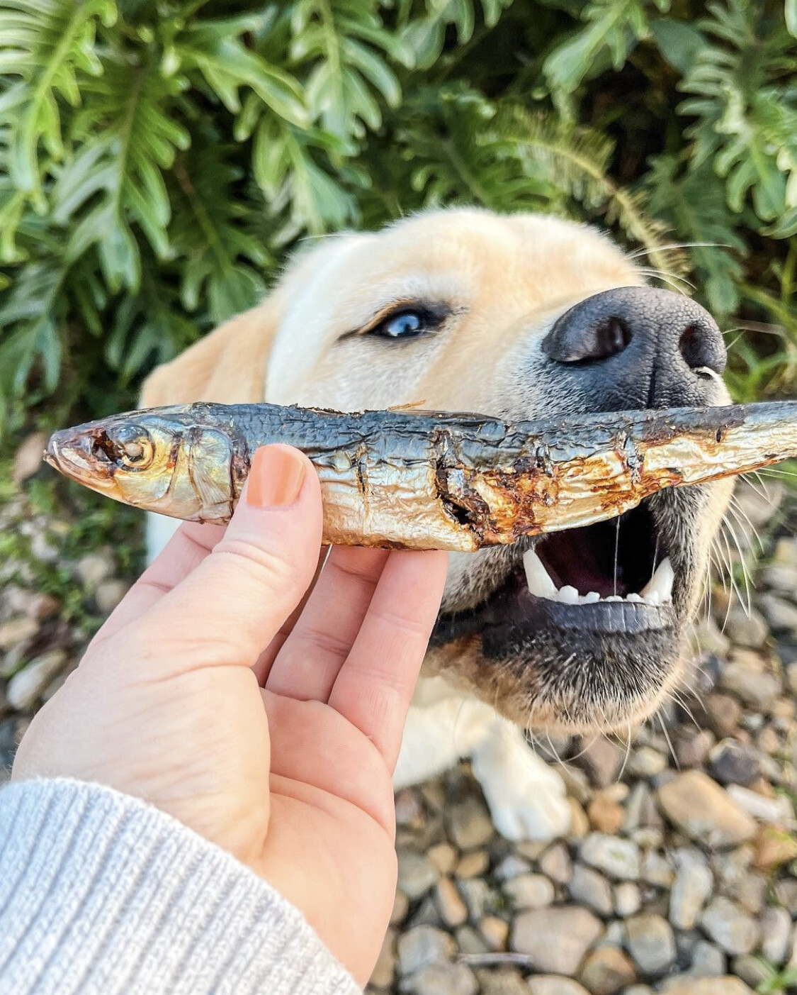 SARDINE-LICIOUS
