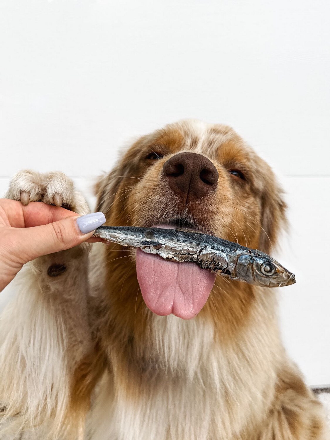 SARDINE-LICIOUS