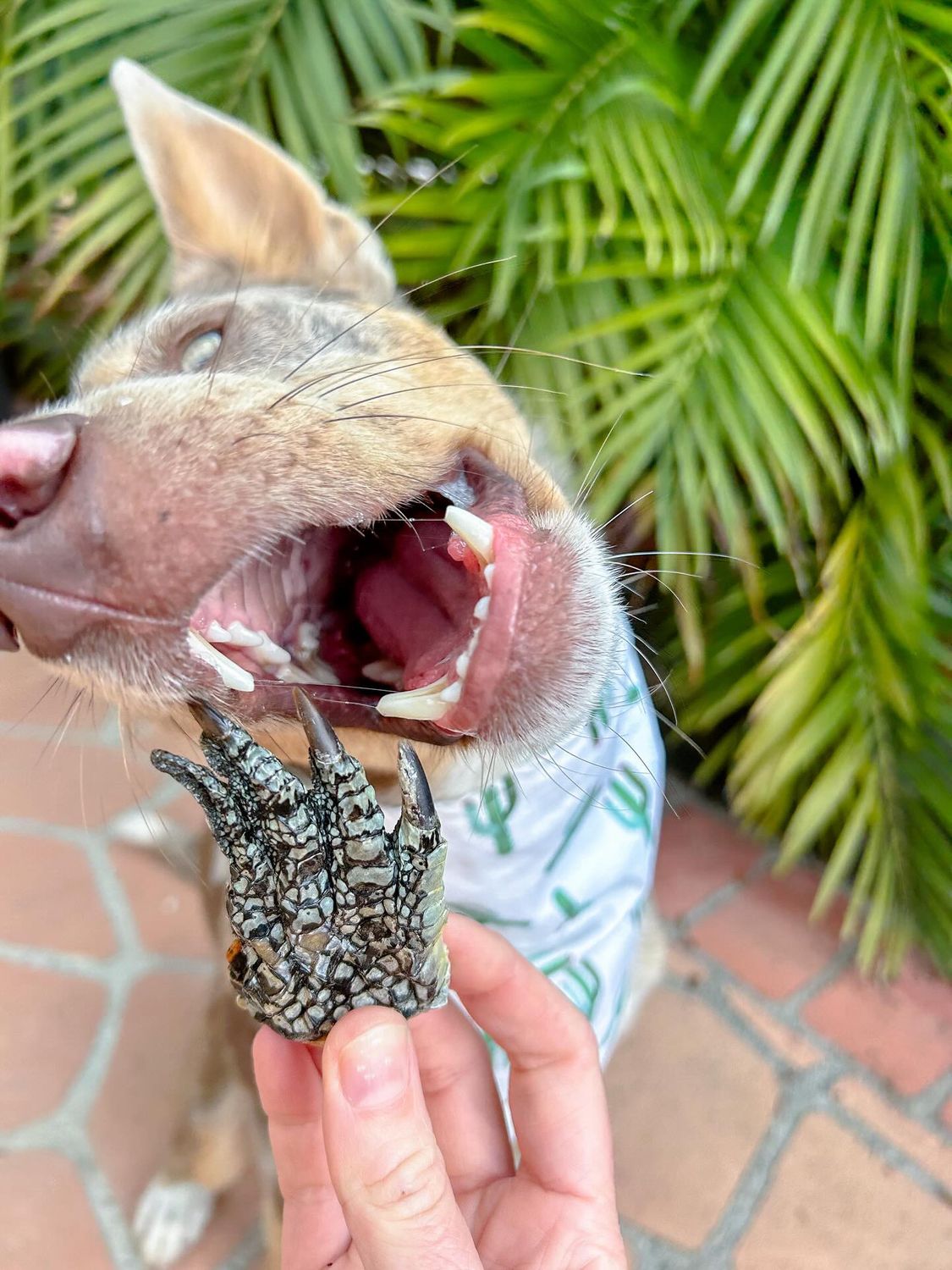LITTLE MOUTHS CROC PAWS - 6 PACK