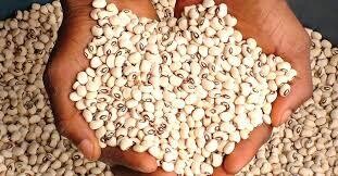1 Bag of Clean Handpicked Stoneless White Beans