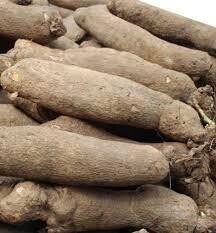 4 Big Tubers of Yam.