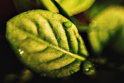 Folha Verde - Metacrilato