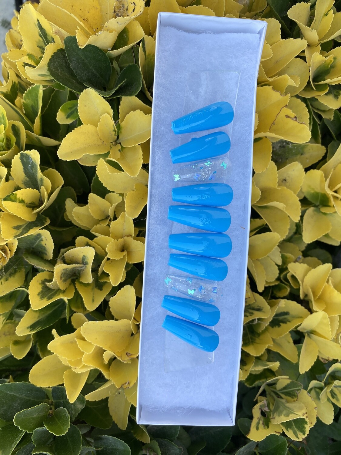 Blue  butterflies