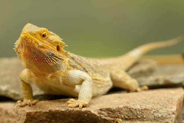 Lizards