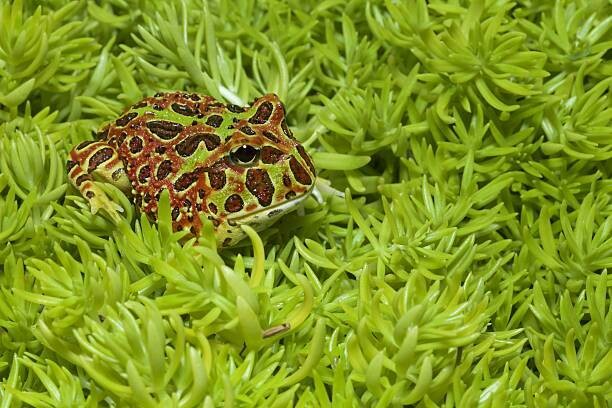 Amphibians