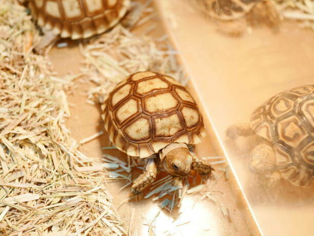 Tortoises