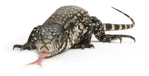 Tegus
