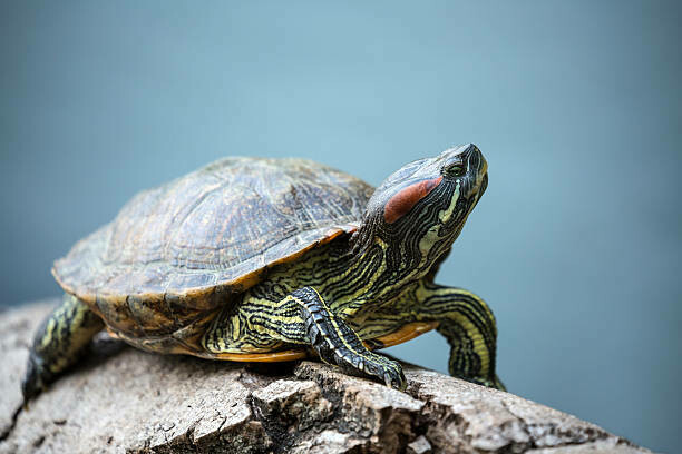 Turtles