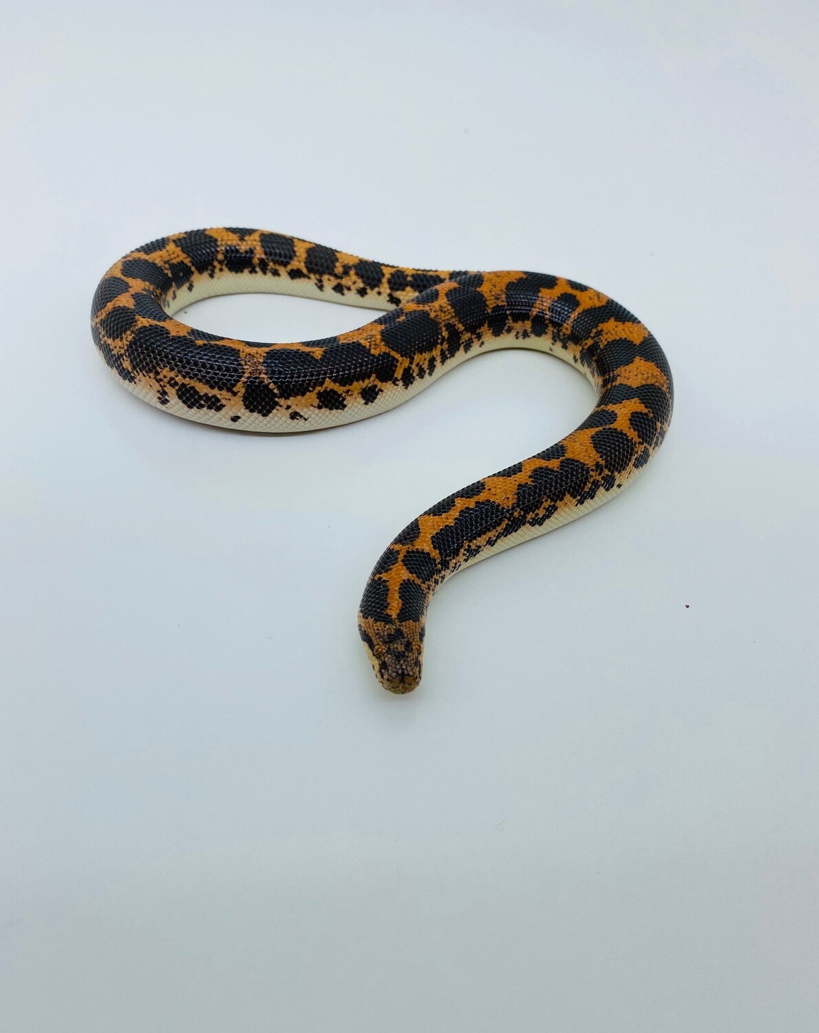 Sand Boa