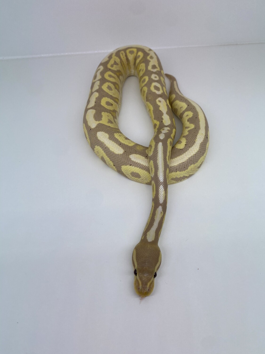 Banana Ball Python