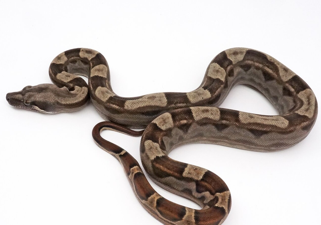 Motley Het. T+ Boa