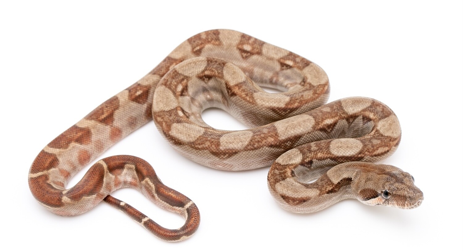 T+ Albino Boa