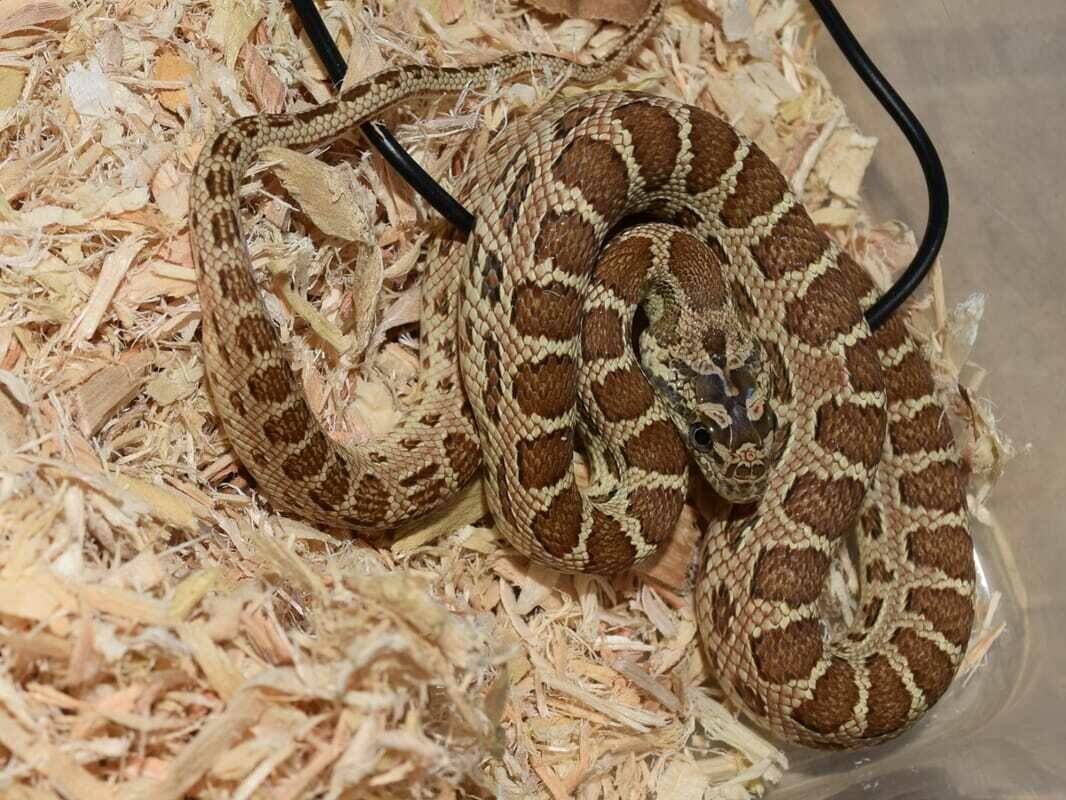 Diadem Ratsnake