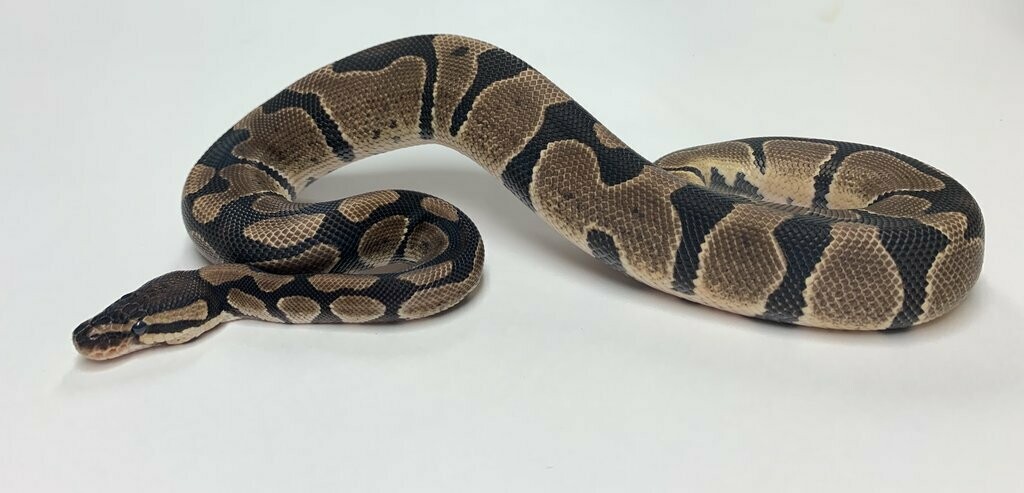 Normal Ball Python