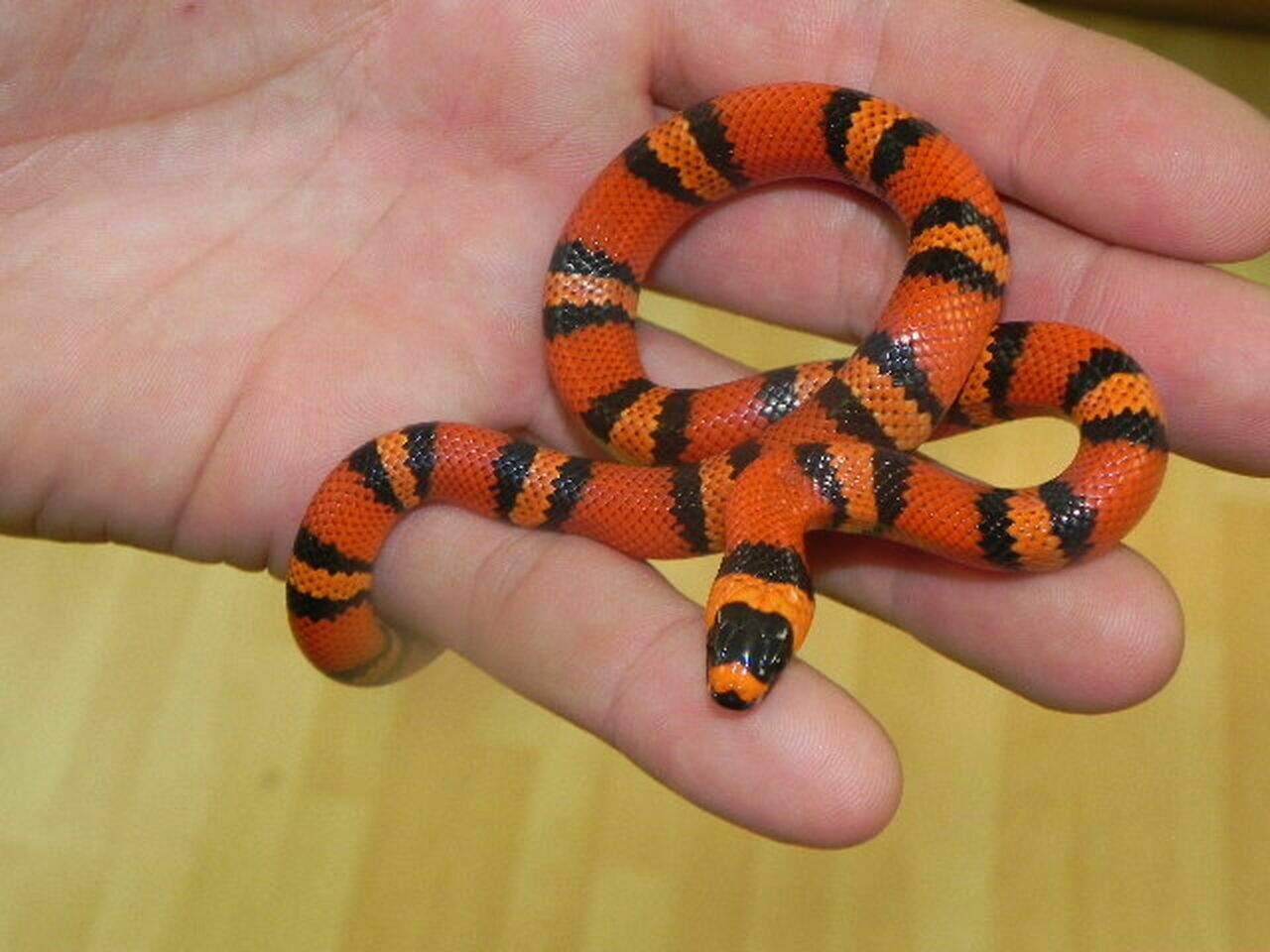 Tangerine Milksnake
