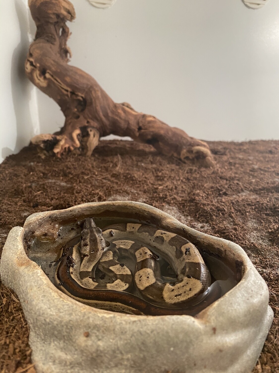Motley Boa