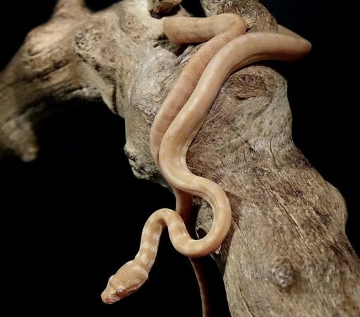 Albino Darwin’s Carpet Python