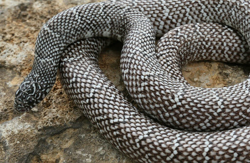 Anery Brooks Kingsnake