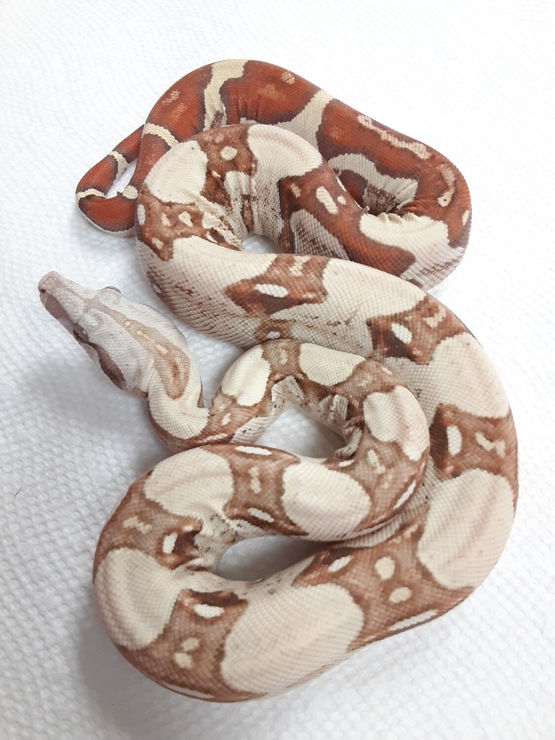 Albino Redtail Boa