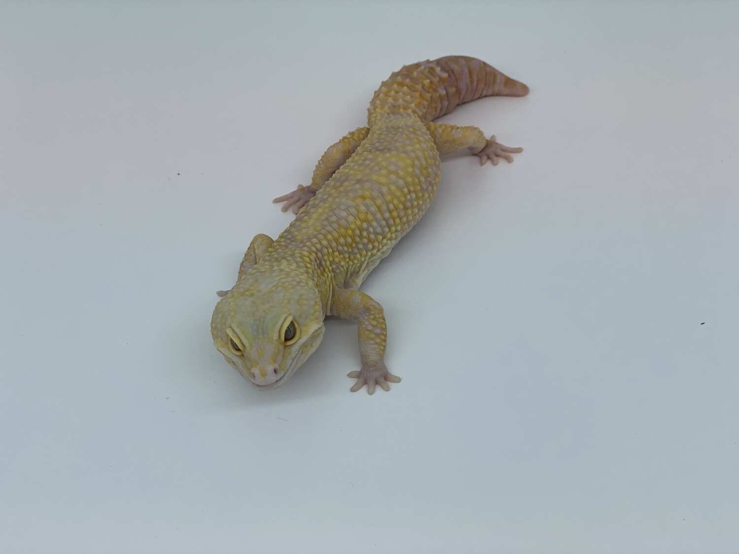 Leopard Geckos