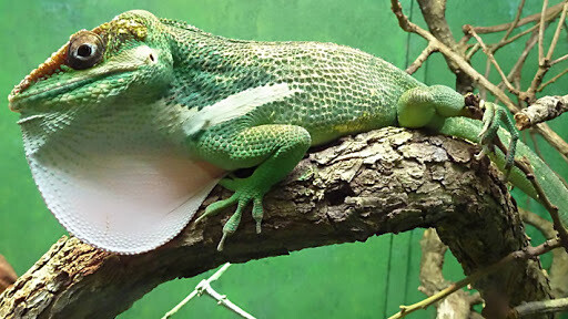 Cuban Knight Anole