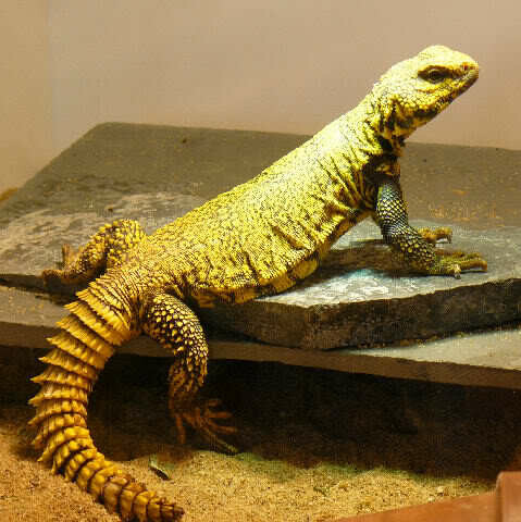 Yellow Uromastyx