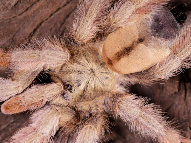 Panamanian Blonde Tarantula