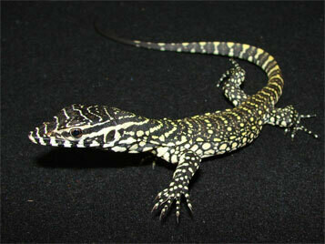 Nile Monitor