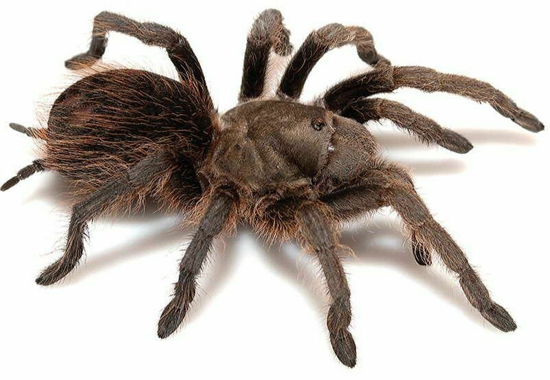 Spiders/ Tarantulas