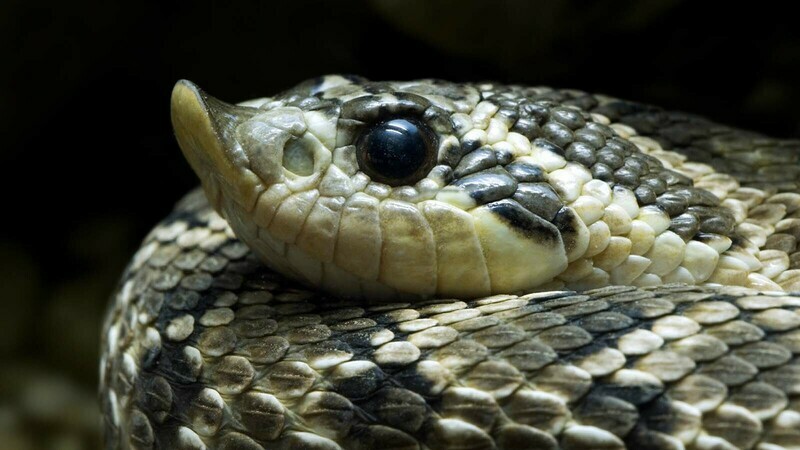 Hognose