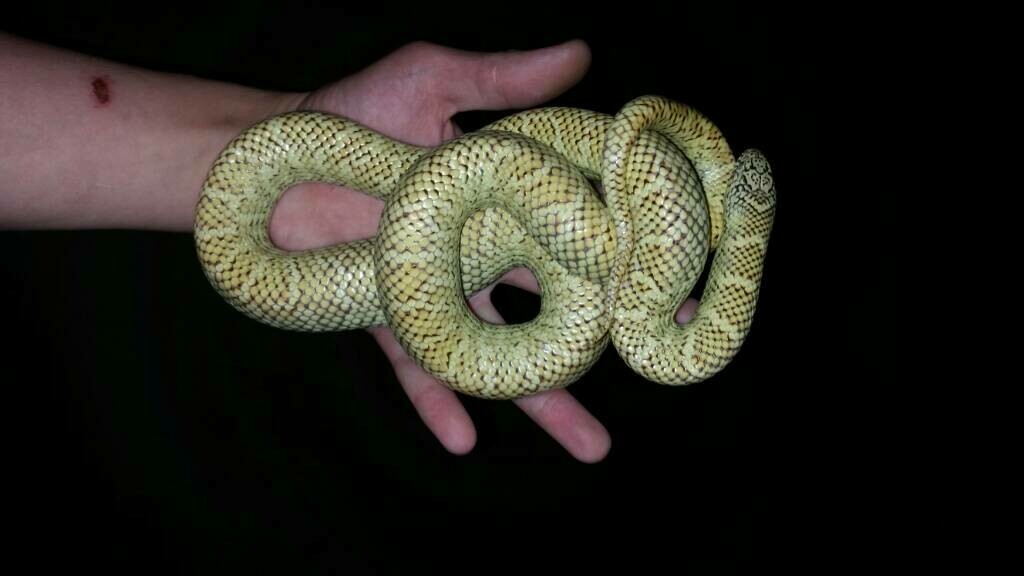 Brooks x Blotched Kingsnake