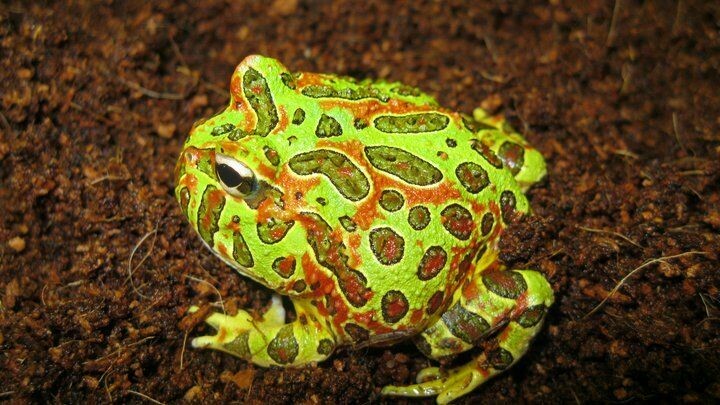 Ornate Pacman Frog