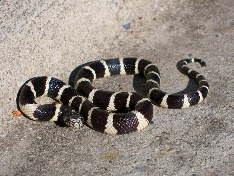 King/Milk Snakes
