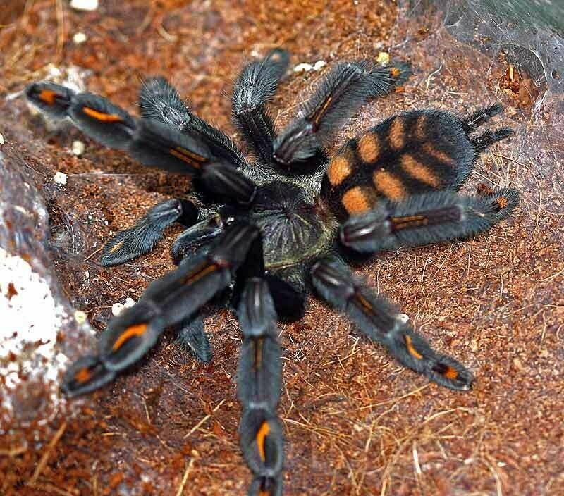 Venezuelan Sun Tiger