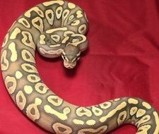 Hypo Mojave Ball Python