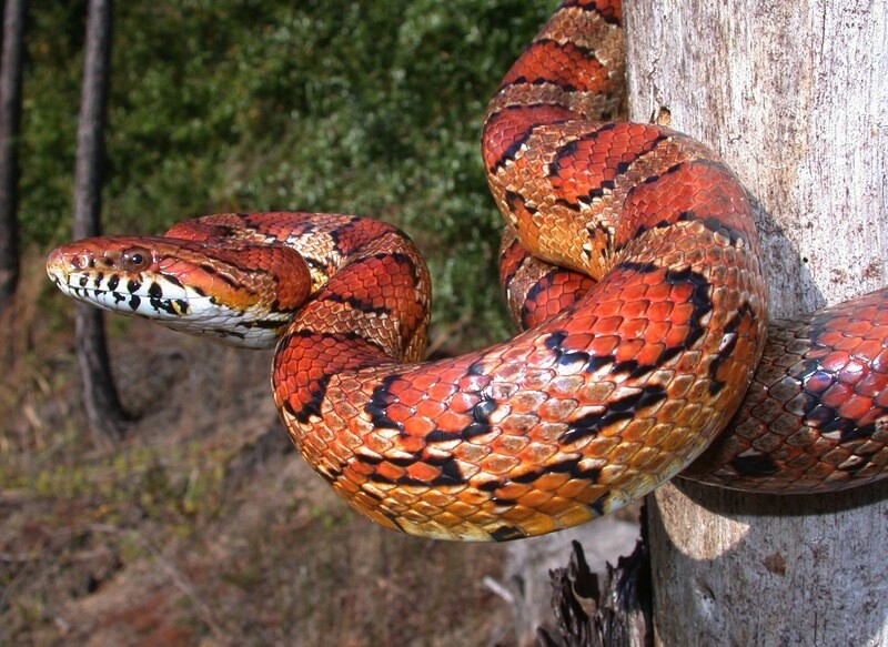 Corn Snakes