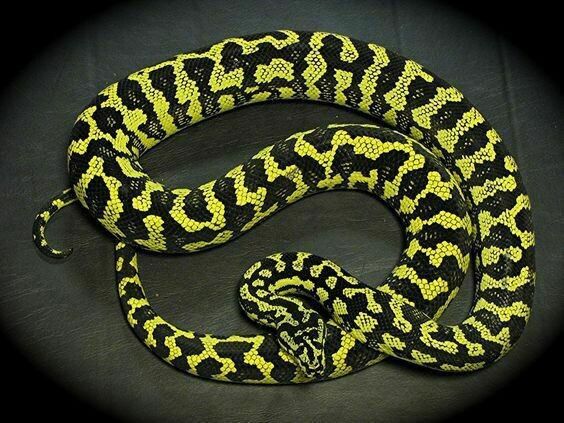 Carpet Pythons